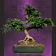 Poet Tree