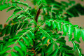 Everyday Green