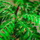 Everyday Green