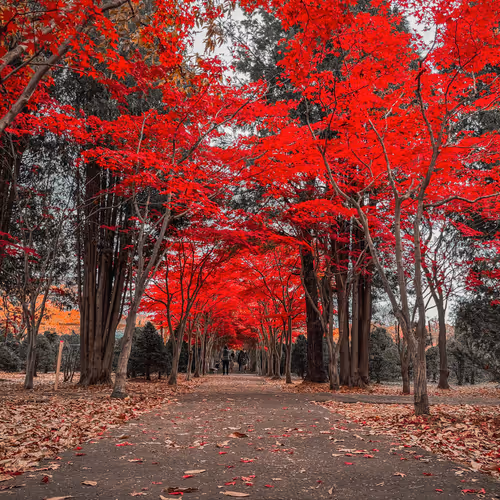 Daily Life of Jafro13