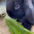 The Daily Bunny