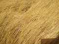 Yellow Wheat