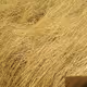 Yellow Wheat
