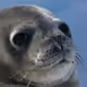 SealFluffy