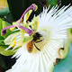 Intro to NFTs  ~ Bees, Flowers & Honey