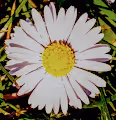 Daisy Project