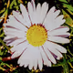 Daisy Project