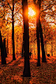 Nature in Vienna