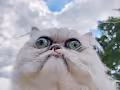 UGLY CAT.