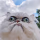 UGLY CAT.