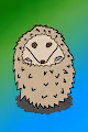 Funky Hedgehogs