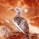 Yellow-billed Hornbill near extinction