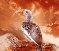 Yellow-billed Hornbill near extinction
