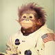 I also have Monkeys