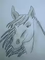 HAND DRAWN HORSES COLLECTION