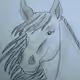 HAND DRAWN HORSES COLLECTION