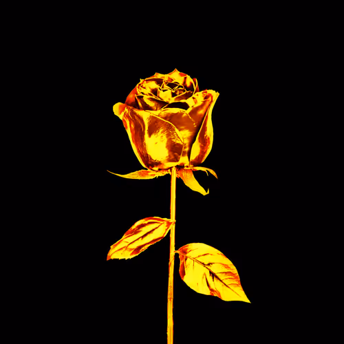 GoldenRose