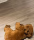Nugget Rus