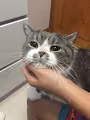 Funky Cat
