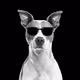 dog with sunglasses