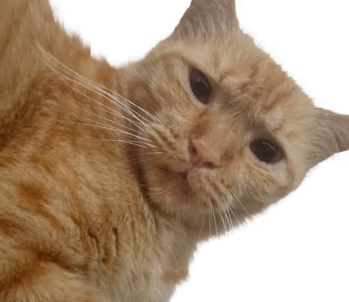 Daily Abon's Cat #3563068663