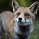 Friendly Fox, reimagined by Picasso