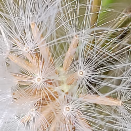 TinyLife White Dandelion