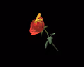 Rose Bee Collection