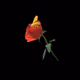 Rose Bee Collection