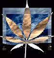 Saving Grace CannaBundle 4 pack