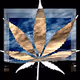 Saving Grace CannaBundle 4 pack
