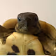 Tortoises only