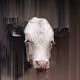 Distort Cow In Wild