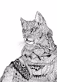 Cat Now Collection