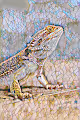 Mosaic Scales