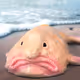 The blobfish