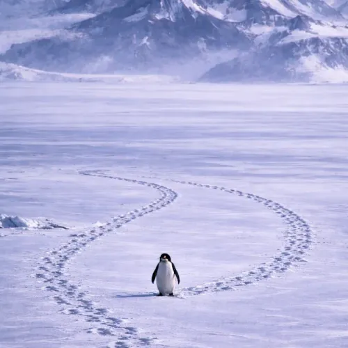 upenguin