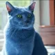 cattymoon