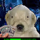 294