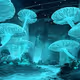 Non Fungible Fungi
