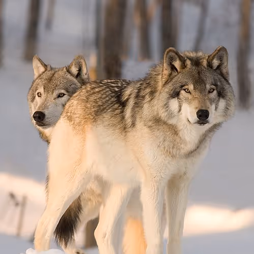 Neon mystic wolves
