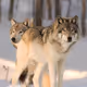 Neon mystic wolves