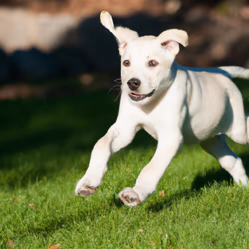 Bouncy puppy