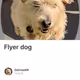 Flyer dog