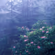 Synthetic Eden
