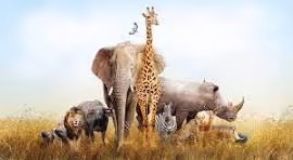 Zoofamily