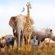 Zoofamily