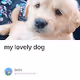 my lovely dog V2