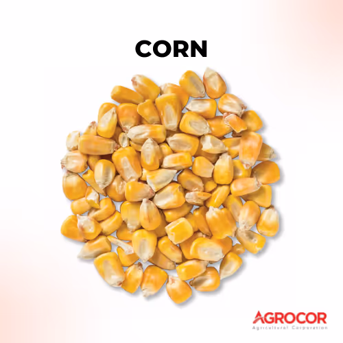 corn