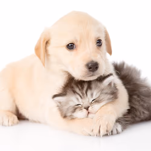 Puppy & Kitty